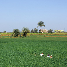 Green fields at Thebes west