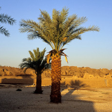 Medinet Habu, palm tree