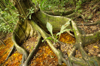 Roots, Sian Ka'an Biosphere Reserve