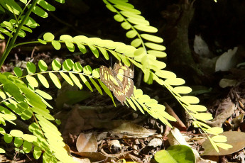 Butterfly, Sian Ka'an Biosphere Reserve