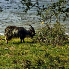 Wild goat, Loch Lomond
