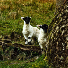 Curious lambs, Loch Lomond