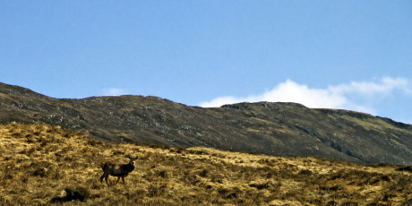 Red deer near Inveroran