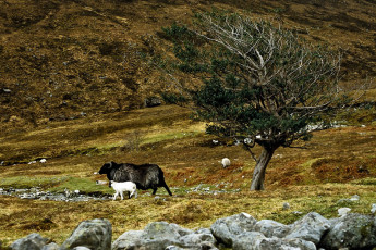 Sheep and tree, the West Highland Way
