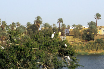 Birds at Lord Kitchener Island, Aswan