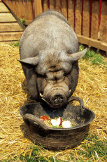 Wilbur the pot-bellied pig having lunch