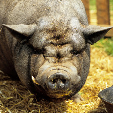 Wilbur the pot-bellied pig