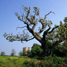 Oak tree and Belvedere Tower, Devon