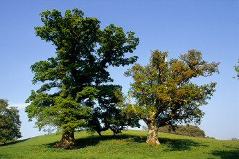 Trees near Belvedere Tower, Devon