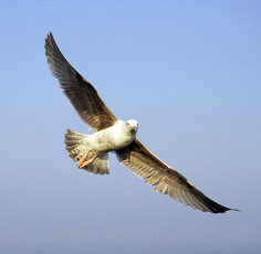 Sea gull gliding, Dawlish Warren