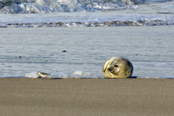 Seal pup and bird, German North Sea