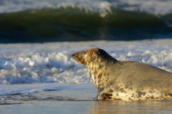 Grey seal, German North Sea