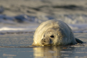 Grey seal pup, German North Sea