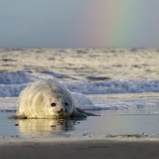 Grey seal pup, German North Sea