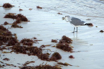 Sea gull, Caribbean Beach