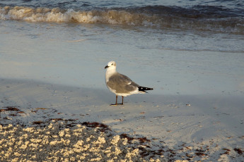 Sea gull, Caribbean Beach