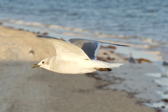 Sea gull in flight, Caribbean Beach