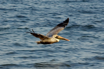 Pelican in flight, Caribbean
