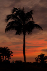 Palm tree and sunset, Caribbean
