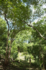 Trees, Sian Ka'an Biosphere Reserve