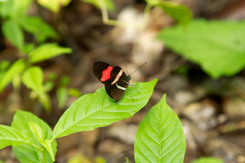 Butterfly, Sian Ka'an Biosphere Reserve