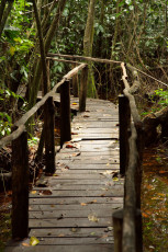 In the jungle, Sian Ka'an Biosphere Reserve