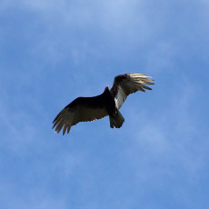 Bird of prey, near the Mayan ruins of Coba