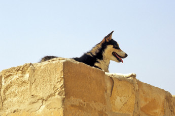 A dog in Saqqara