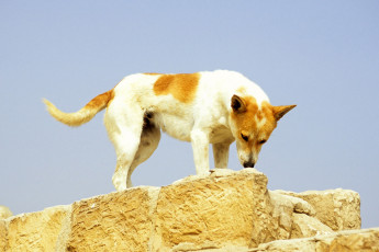 A Dog in Saqqara