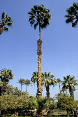 Memphis, palm tree