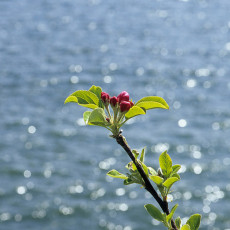 Blossoms and sea, Plymouth Hoe