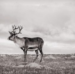 Reindeer in Sarek NP