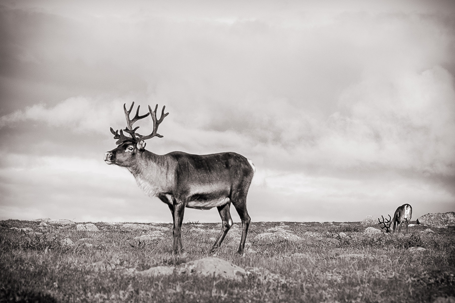 2008-sarek-reindeer-revisited-photoscapes